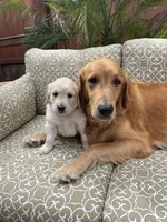 Rex purebred AKC, a male Golden Retriever for sale in Payson, AZ – Photo 4 of 9