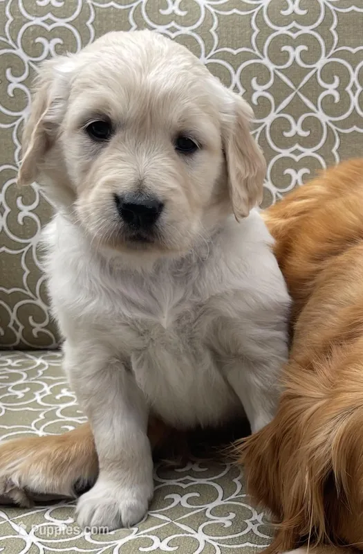 Rex purebred AKC – Golden Retriever puppy for sale in Payson, AZ