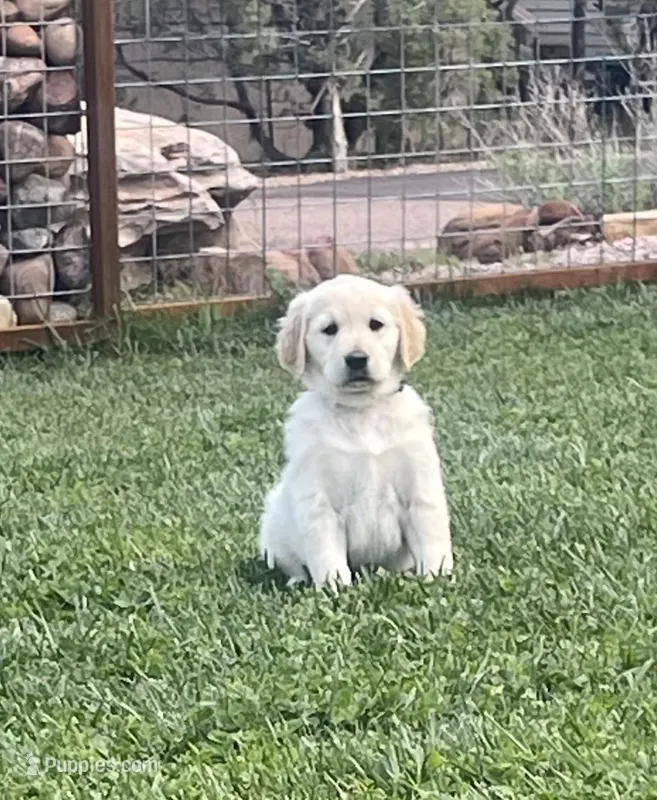 Rex purebred AKC – Golden Retriever puppy for sale in Payson, AZ
