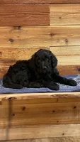 Wrangler, a male Aussiedoodle for sale in Payson, AZ – 2 of 8
