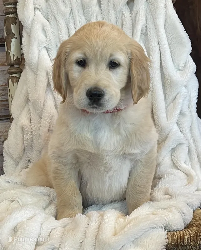 Marshall purebred AKC – Golden Retriever puppy on hold in Payson, AZ