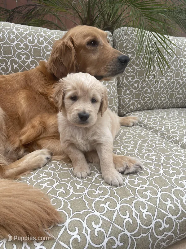 Marshall – Golden Retriever puppy for sale in Payson, AZ