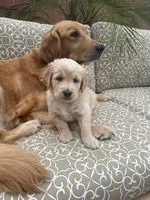 Marshall purebred AKC, a male Golden Retriever for sale in Payson, AZ – Photo 2 of 10