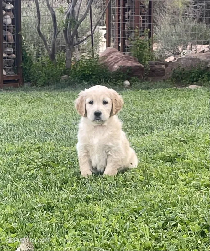 Marshall purebred AKC – Golden Retriever puppy for sale in Payson, AZ