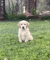 Marshall purebred AKC, a male Golden Retriever for sale in Payson, AZ – 5 of 10