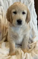 Marshall purebred AKC, a male Golden Retriever for sale in Payson, AZ – 2 of 10