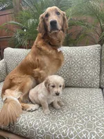 Marshall purebred AKC, a male Golden Retriever for sale in Payson, AZ – Photo 5 of 10