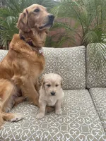 Marshall purebred AKC, a male Golden Retriever for sale in Payson, AZ – Photo 3 of 10