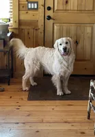 Marshall, a male Golden Retriever for sale in Payson, AZ – Photo 4 of 5