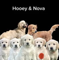 Marshall purebred AKC, a male Golden Retriever for sale in Payson, AZ – 6 of 10