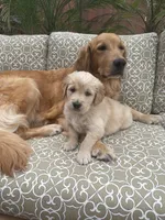 Marshall purebred AKC, a male Golden Retriever for sale in Payson, AZ – Photo 4 of 10