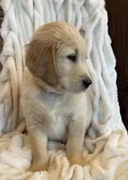 Marshall purebred AKC, a male Golden Retriever for sale in Payson, AZ – 3 of 10