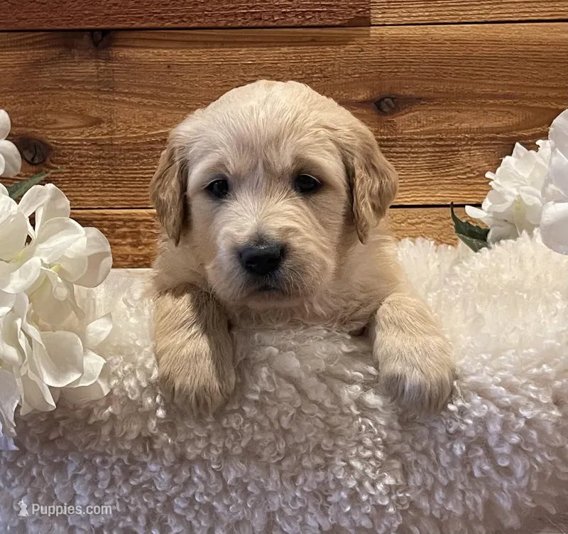 Marshall – Golden Retriever puppy for sale in Payson, AZ