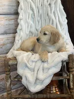 Marshall purebred AKC, a male Golden Retriever for sale in Payson, AZ – 4 of 10