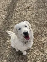 Rainbow Dash , a female English Cream Golden Retriever for sale in Payson, AZ – 5 of 10