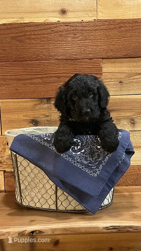Wrangler – Aussiedoodle puppy for sale in Payson, AZ