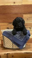 Wrangler, a male Aussiedoodle for sale in Payson, AZ – 1 of 8