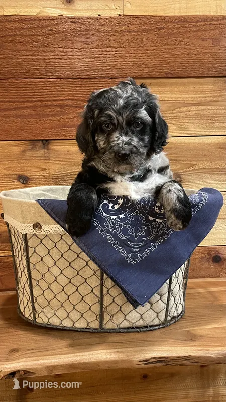 Hooey – Aussiedoodle puppy for sale in Payson, AZ