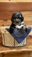 Hooey, a male Aussiedoodle for sale in Payson, AZ – 1 of 9