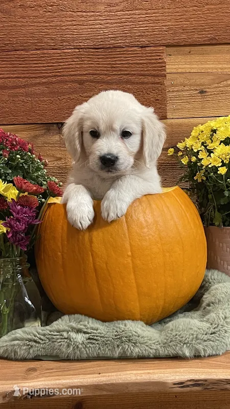 Cherry Spices  – English Cream Golden Retriever puppy for sale in Payson, AZ