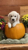 Cherry Spices , a female English Cream Golden Retriever for sale in Payson, AZ – 1 of 10