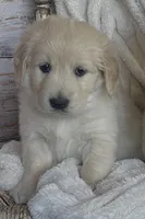 Rocky purebred AKC, a male Golden Retriever for sale in Payson, AZ – Photo 3 of 8