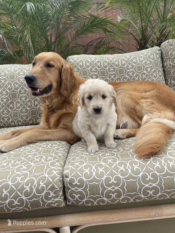 Rocky – Golden Retriever puppy for sale in Payson, AZ