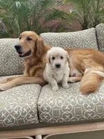 Rocky purebred AKC, a male Golden Retriever for sale in Payson, AZ – Photo 2 of 8