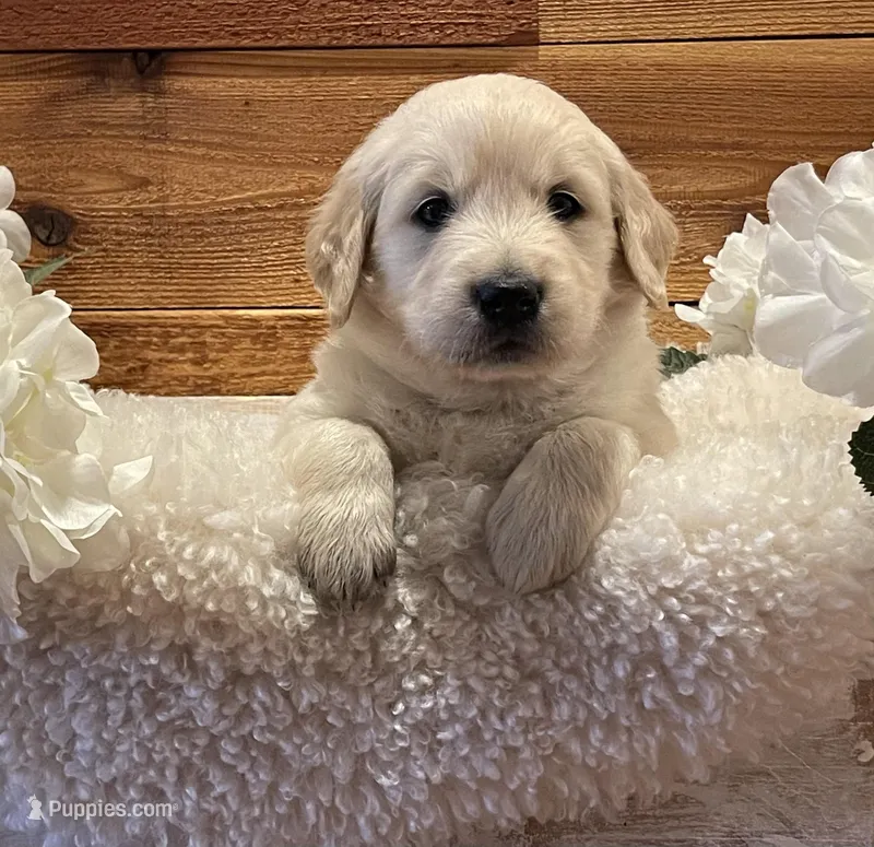 Rocky – Golden Retriever puppy for sale in Payson, AZ