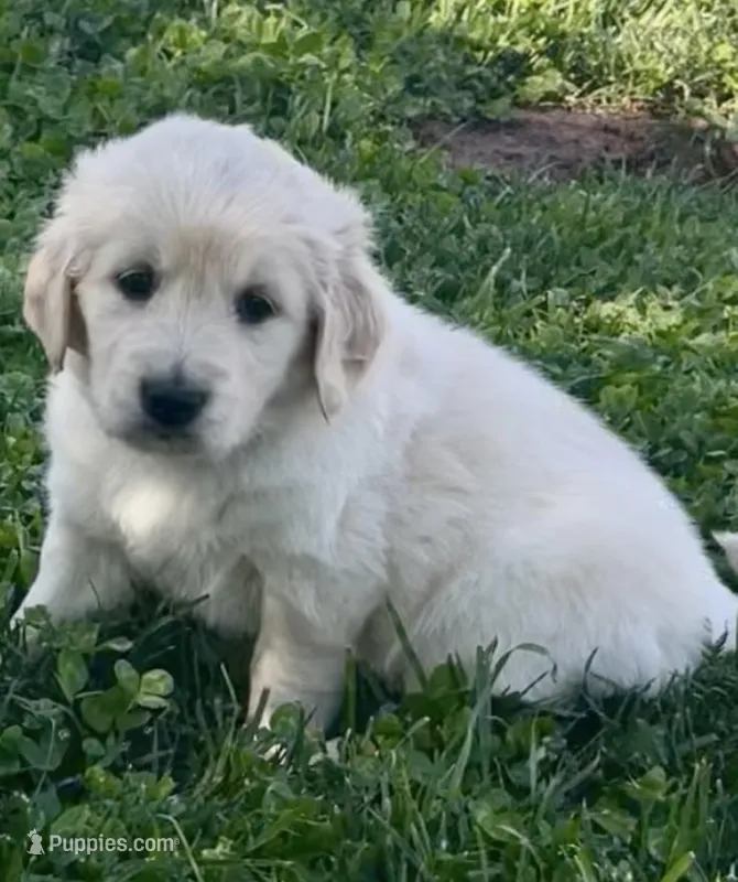 Rocky – Golden Retriever puppy for sale in Payson, AZ