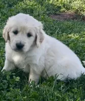 Rocky purebred AKC, a male Golden Retriever for sale in Payson, AZ – Photo 1 of 8