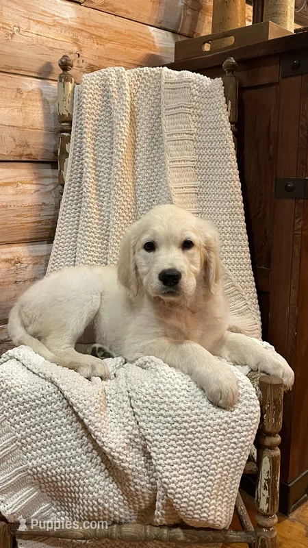 Rainbow Dash  – English Cream Golden Retriever puppy for sale in Payson, AZ