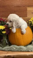 Rainbow Dash , a female English Cream Golden Retriever for sale in Payson, AZ – 2 of 10