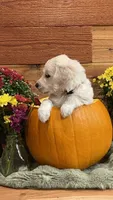 Sunset Shimmer, a female English Cream Golden Retriever for sale in Payson, AZ – 3 of 10