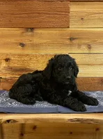 Cinch, a male Aussiedoodle for sale in Payson, AZ – 3 of 9