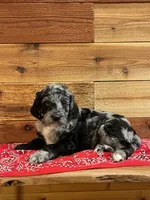 Paisley, a female Aussiedoodle for sale in Payson, AZ – 2 of 8
