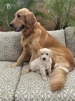 Skye purebred AKC, a female Golden Retriever for sale in Payson, AZ – Photo 3 of 9