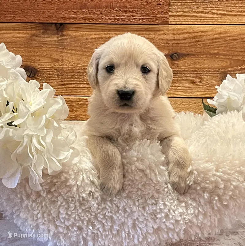 Skye – Golden Retriever puppy for sale in Payson, AZ