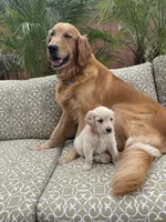 Skye purebred AKC, a female Golden Retriever for sale in Payson, AZ – Photo 4 of 9