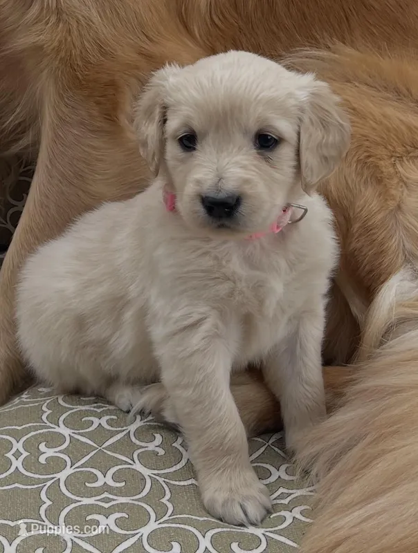 Skye – Golden Retriever puppy for sale in Payson, AZ