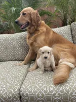 Skye purebred AKC, a female Golden Retriever for sale in Payson, AZ – Photo 2 of 9