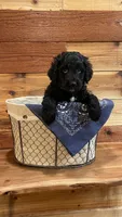 Cinch, a male Aussiedoodle for sale in Payson, AZ – 4 of 9