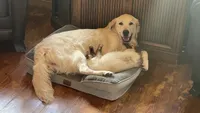 Sunset Shimmer, a female English Cream Golden Retriever for sale in Payson, AZ – 5 of 10