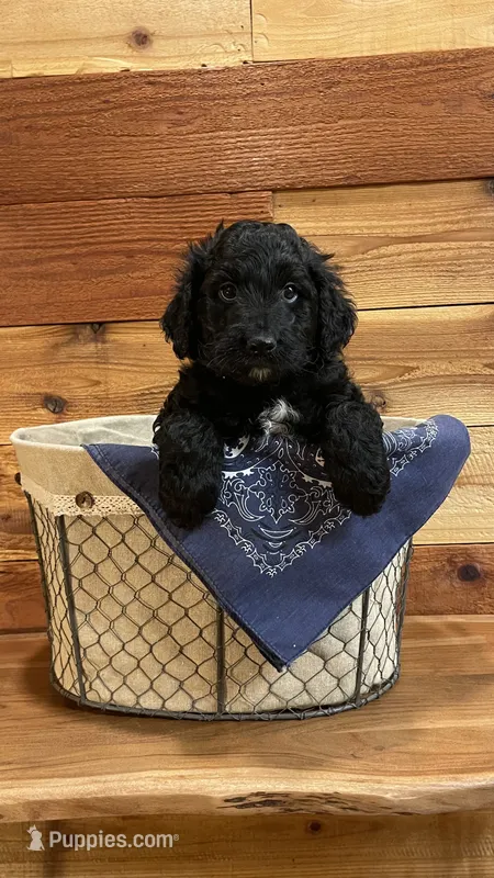 Cinch – Aussiedoodle puppy for sale in Payson, AZ