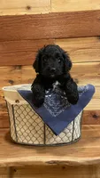 Cinch, a male Aussiedoodle for sale in Payson, AZ – 1 of 9