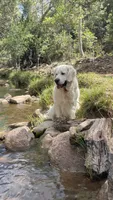 Rainbow Dash , a female English Cream Golden Retriever for sale in Payson, AZ – 10 of 10