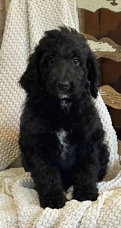 Willow – Aussiedoodle puppy for sale in Payson, AZ
