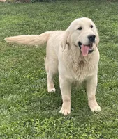 Dutton, a male Golden Retriever for sale in Payson, AZ – 3 of 7