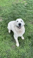 Dutton, a male Golden Retriever for sale in Payson, AZ – 7 of 7