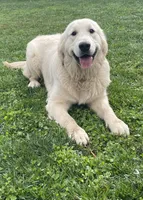 Dutton, a male Golden Retriever for sale in Payson, AZ – 5 of 7